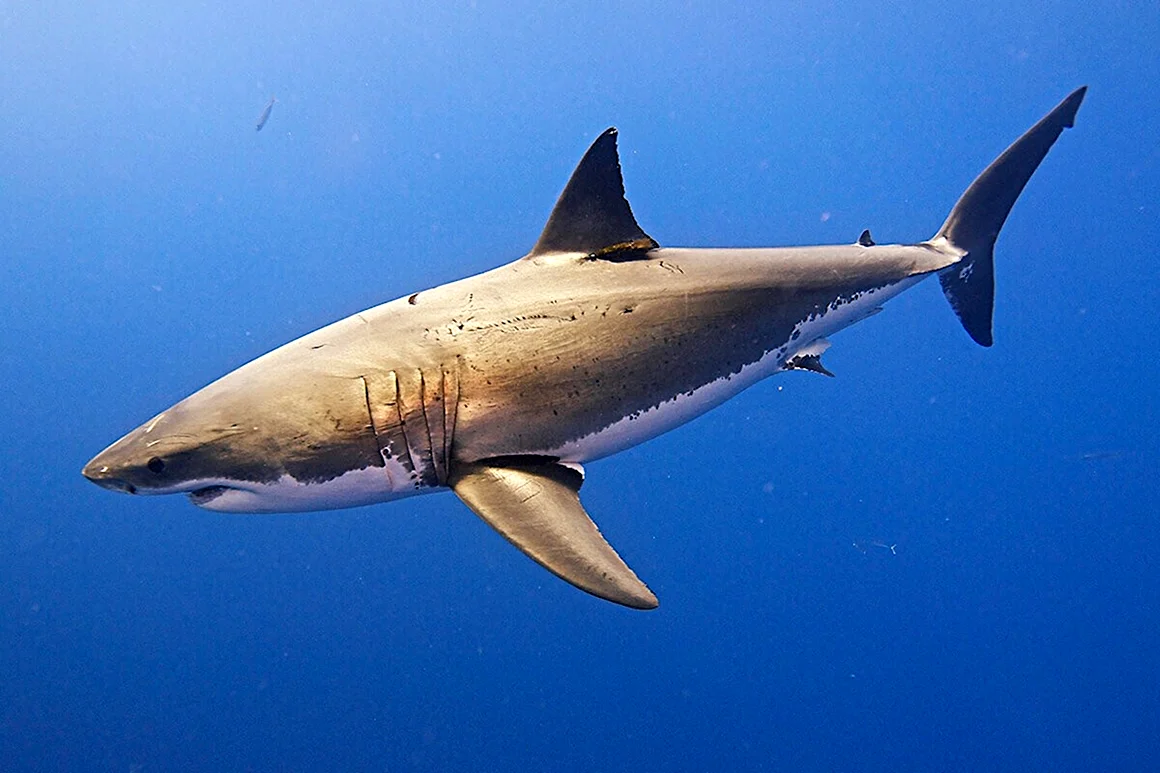 Carcharodon carcharias