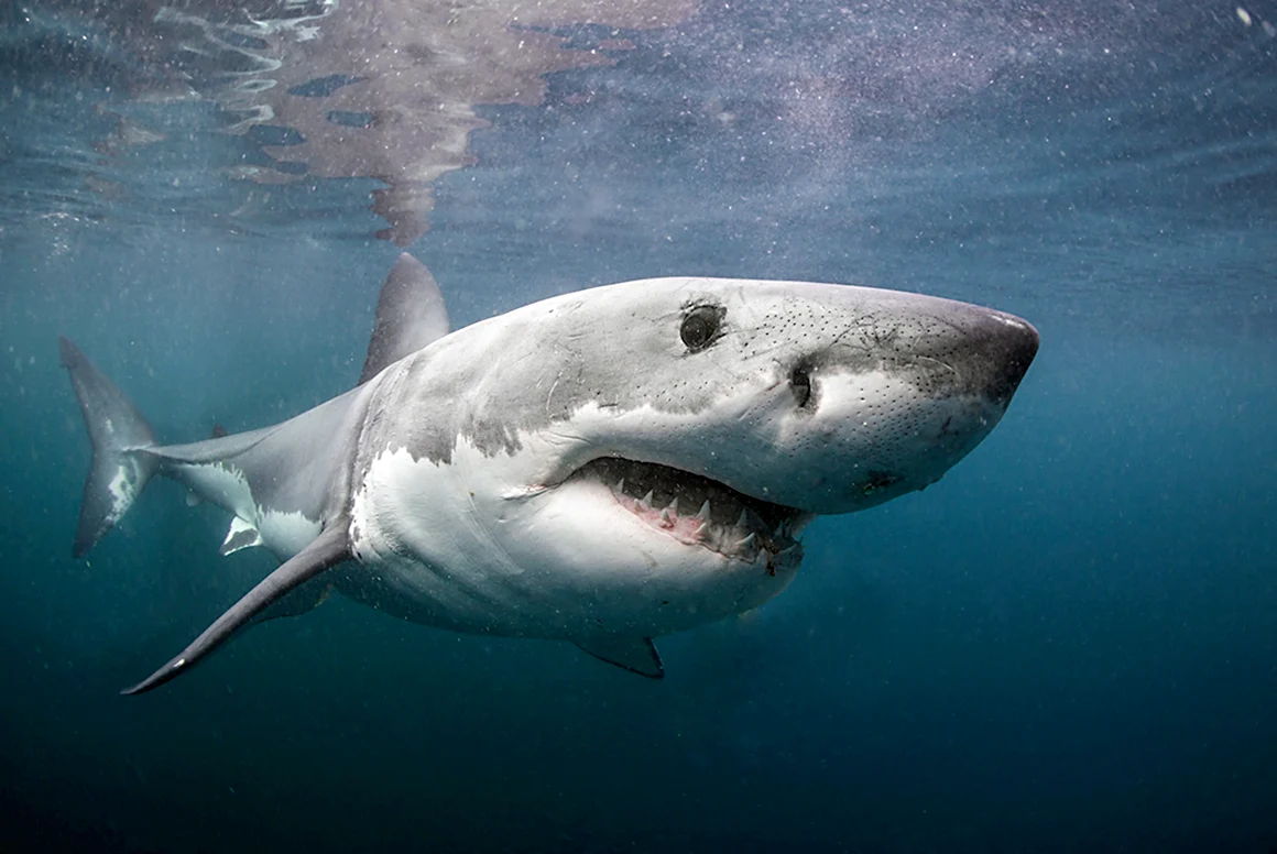 Carcharodon carcharias