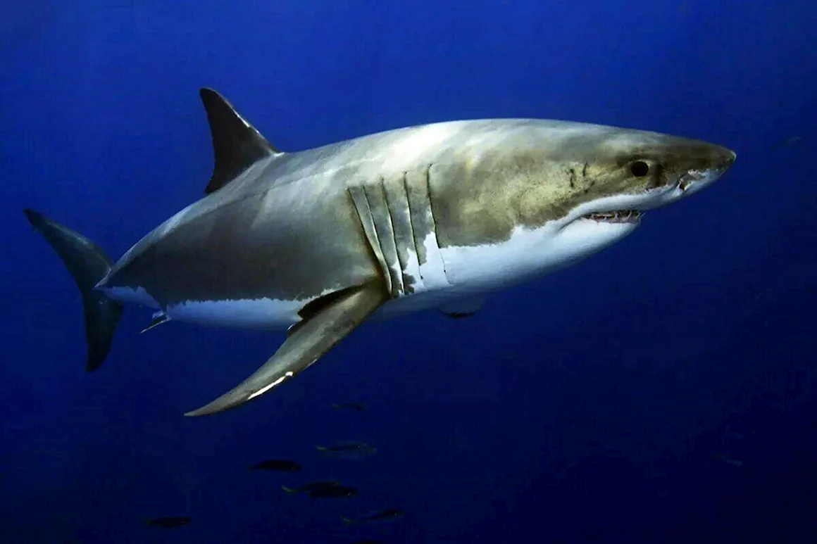 Carcharodon carcharias