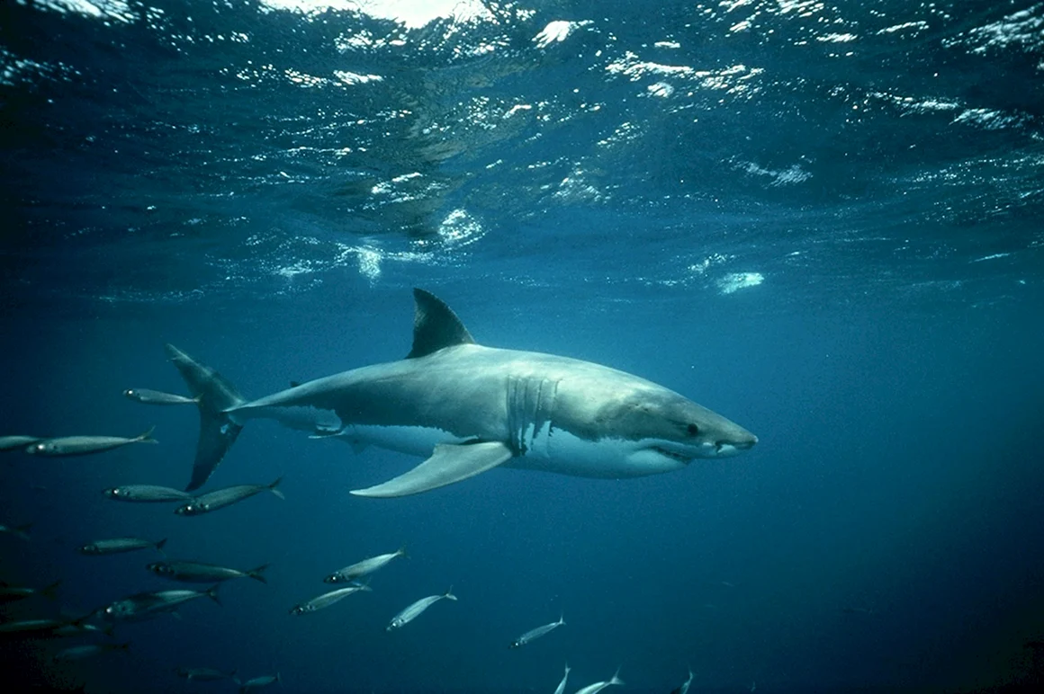 Carcharodon carcharias
