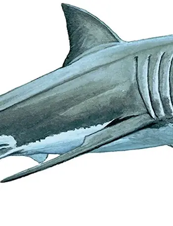 Carcharodon carcharias