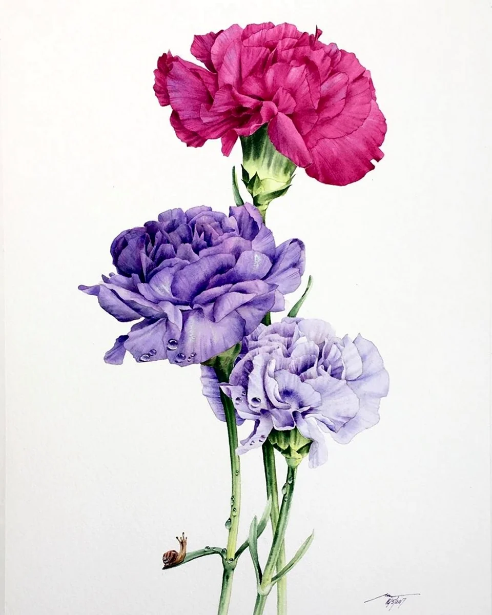 Carnation Botanic