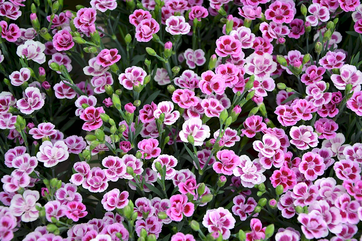 Carnation Dwarf