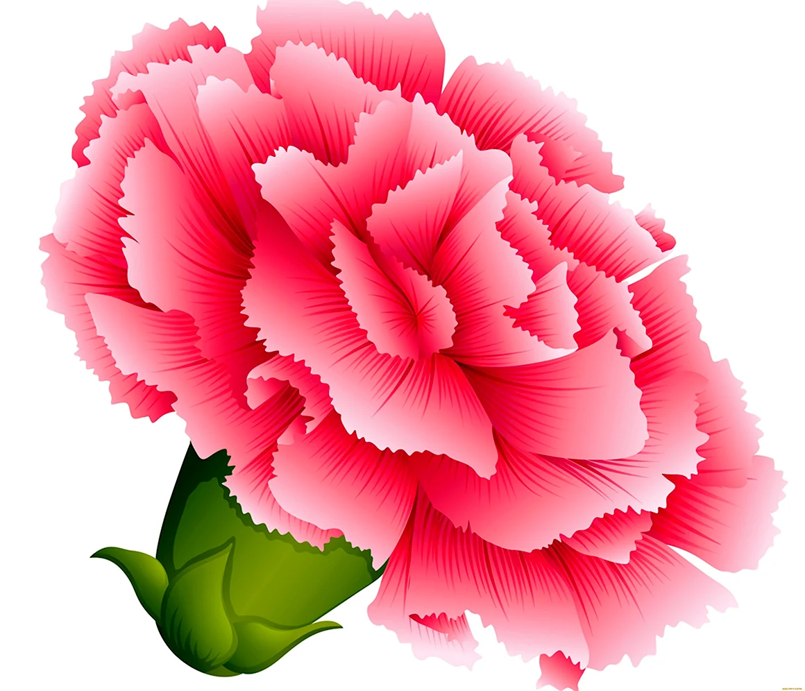 Carnation вектор