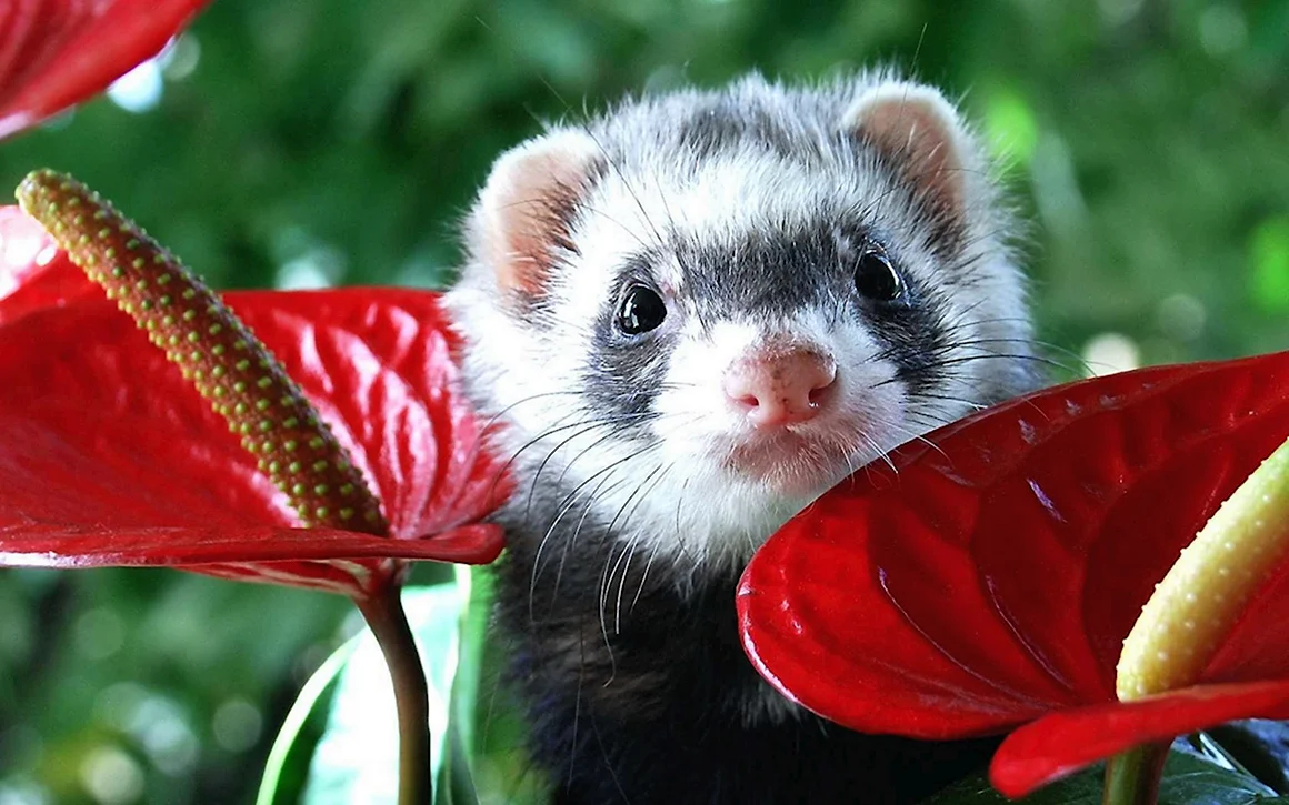 Carol Ferret