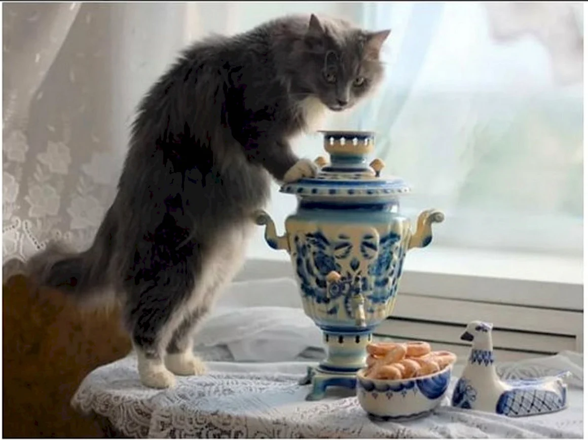 Чаепитие с котом