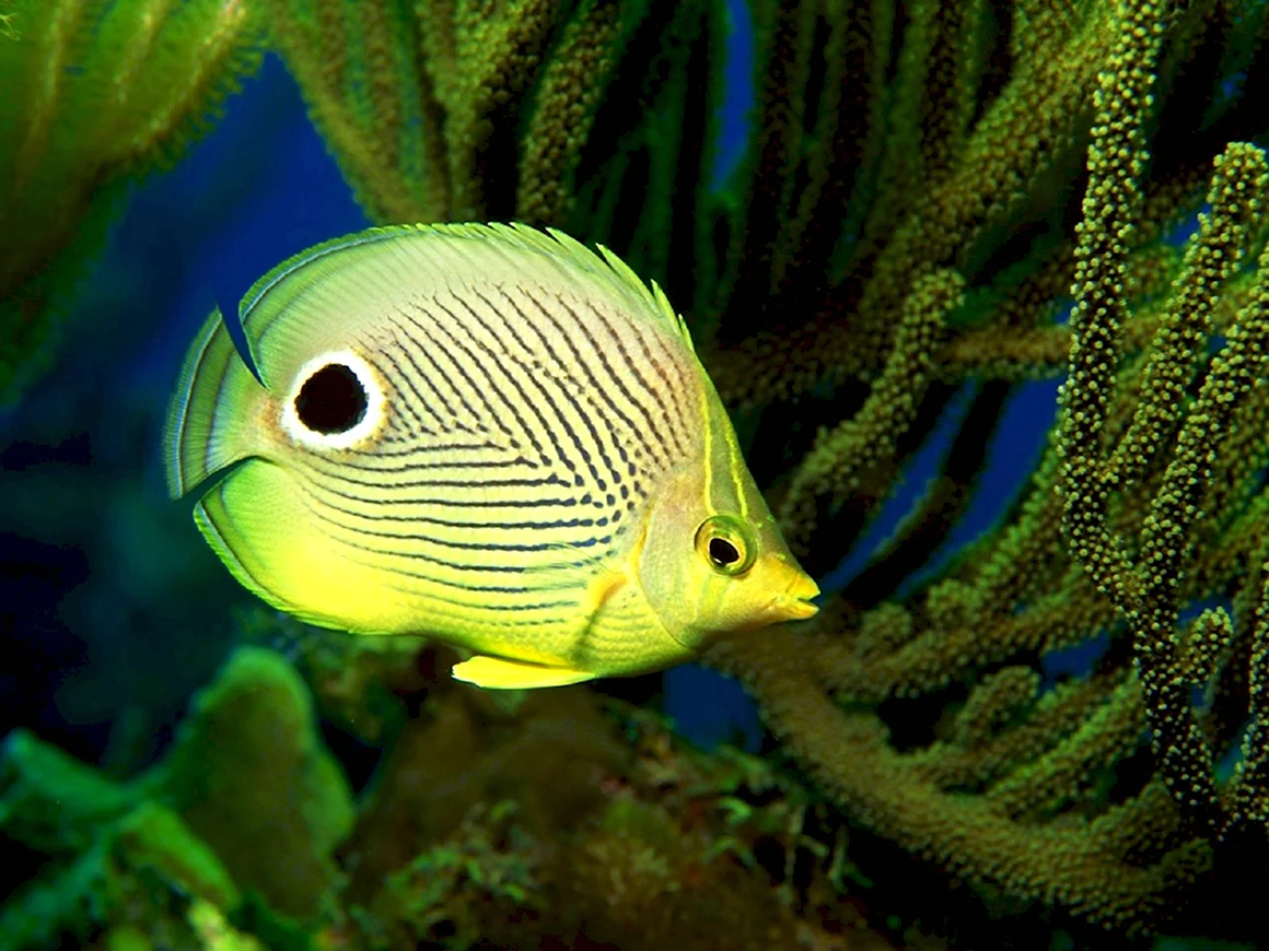 Chaetodon capistratus
