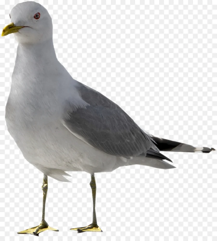 Чайки