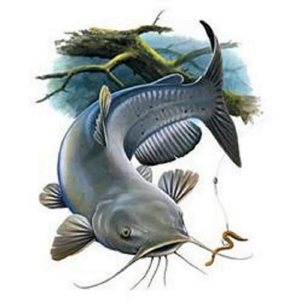 Channel Catfish рыба