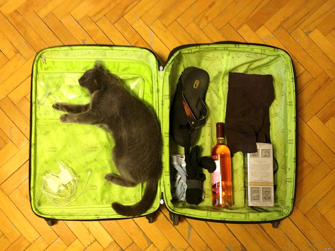 Чемодан юмор