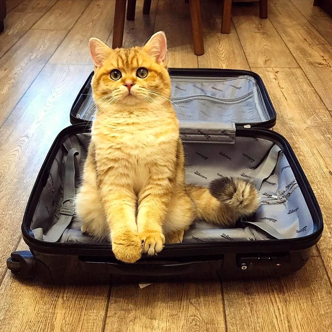 Чемодан коты