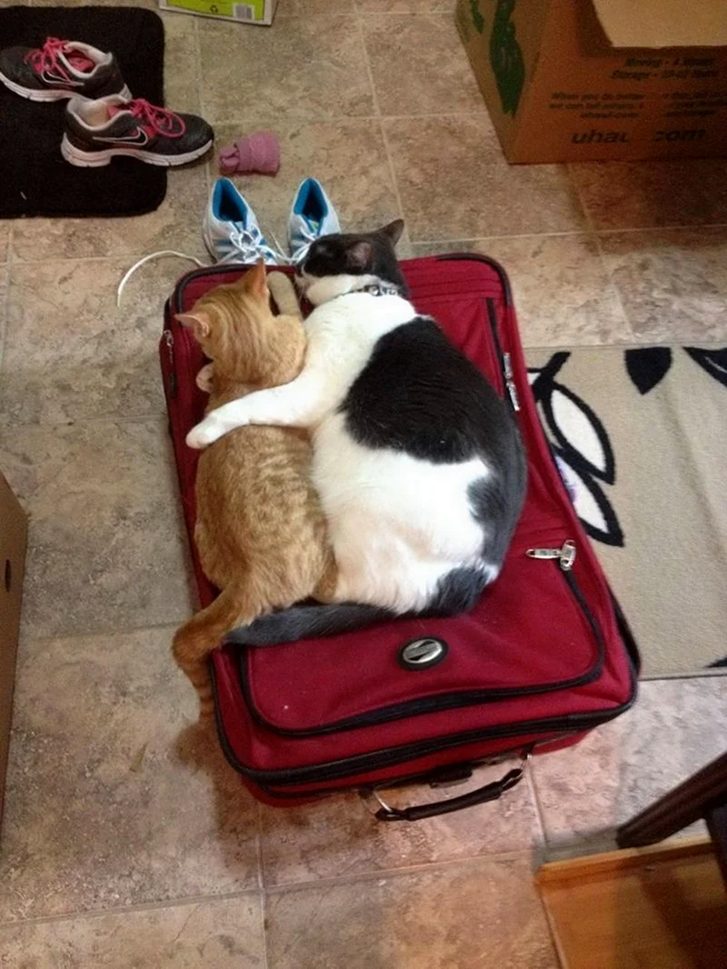 Чемодан коты