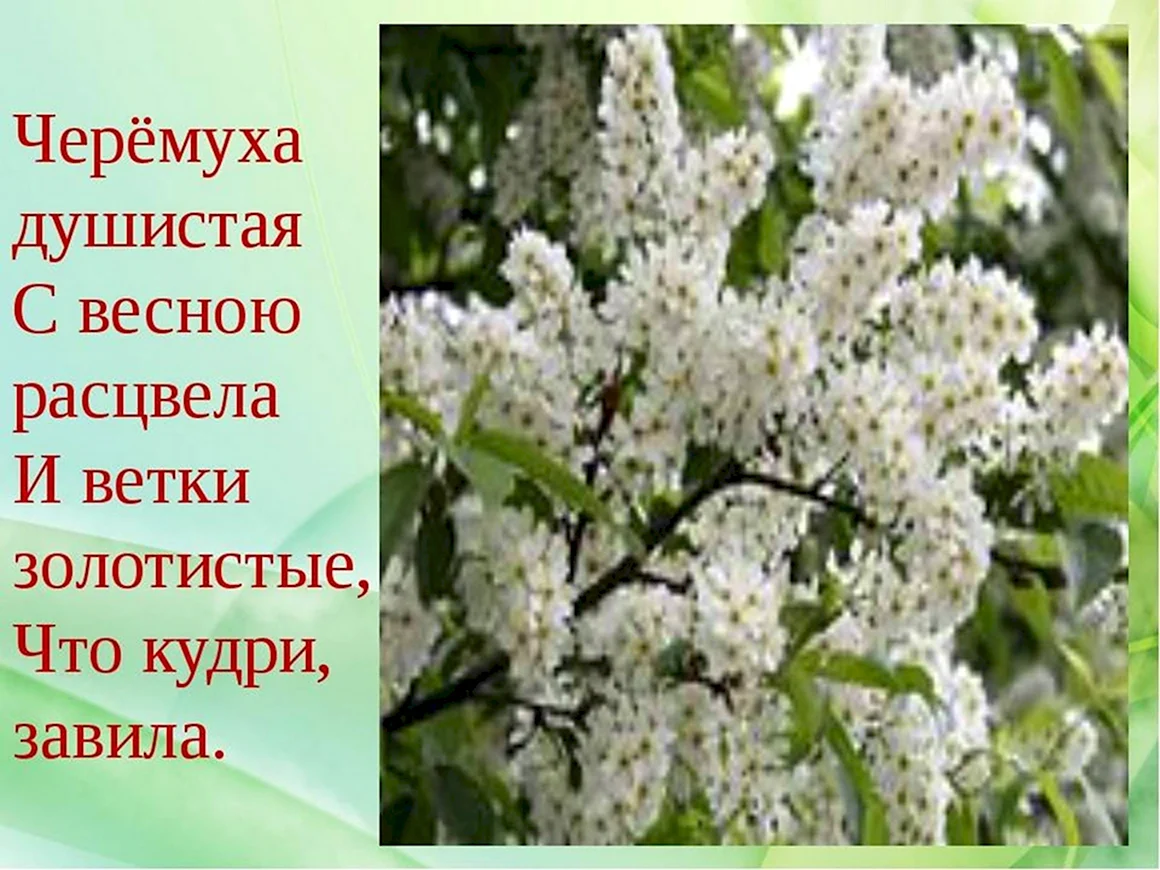 Черёмуха душистая с весною расцвела
