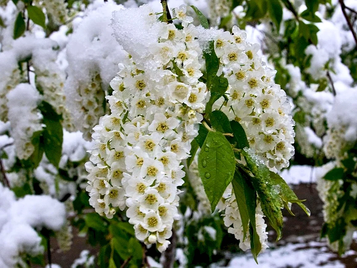 Черемуха кустарник