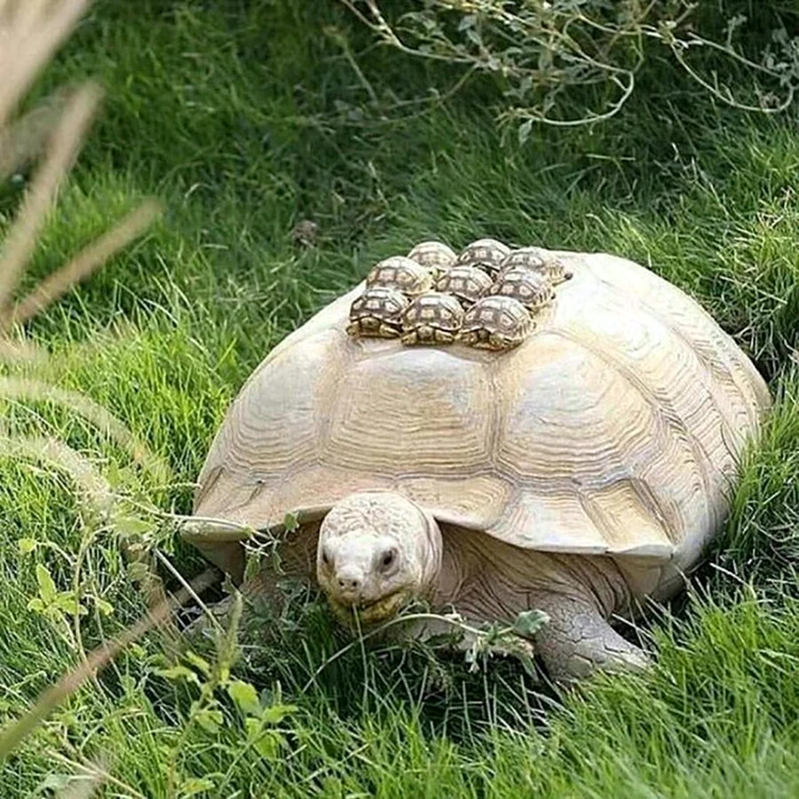 Черепаха