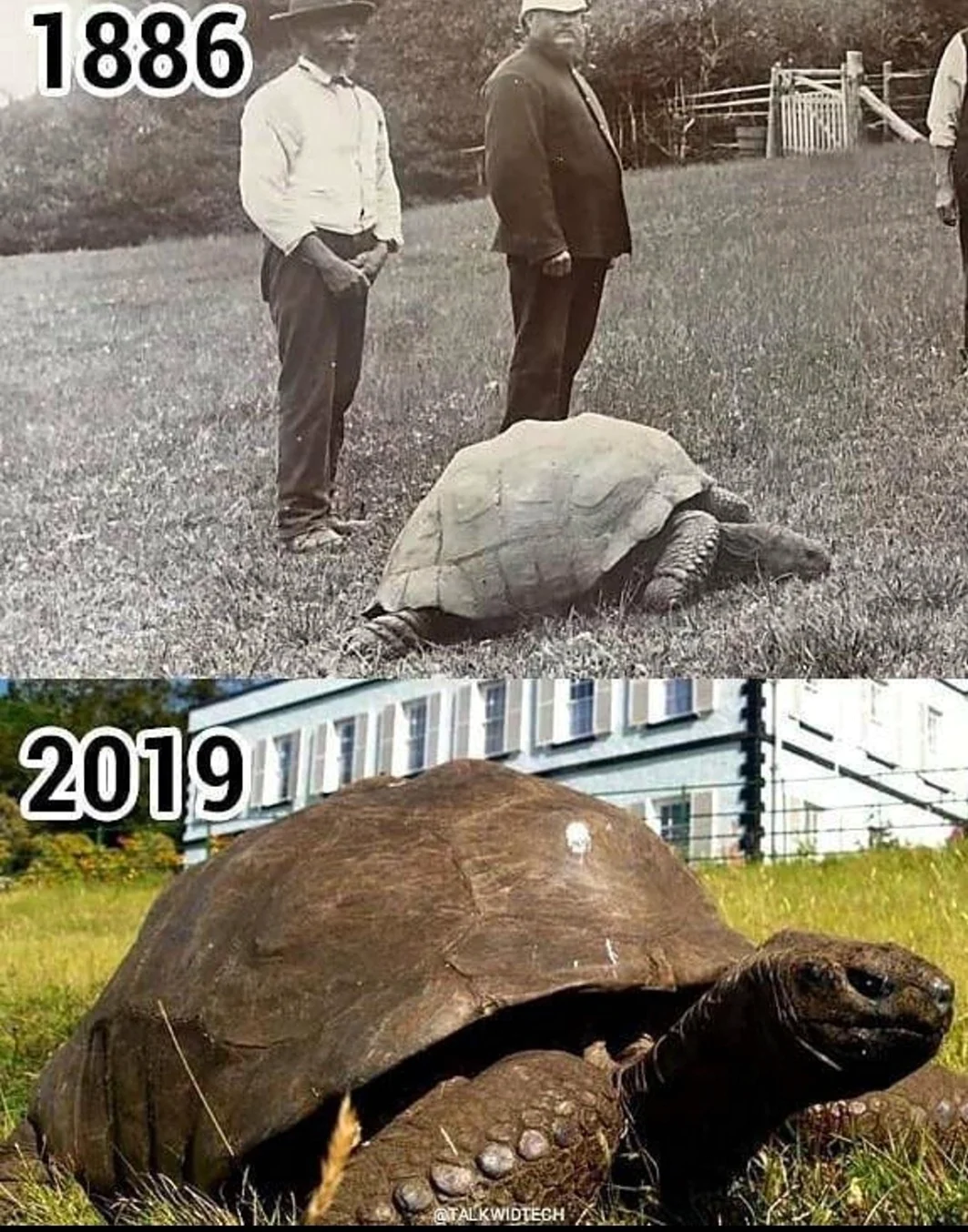 Черепаха Джонни