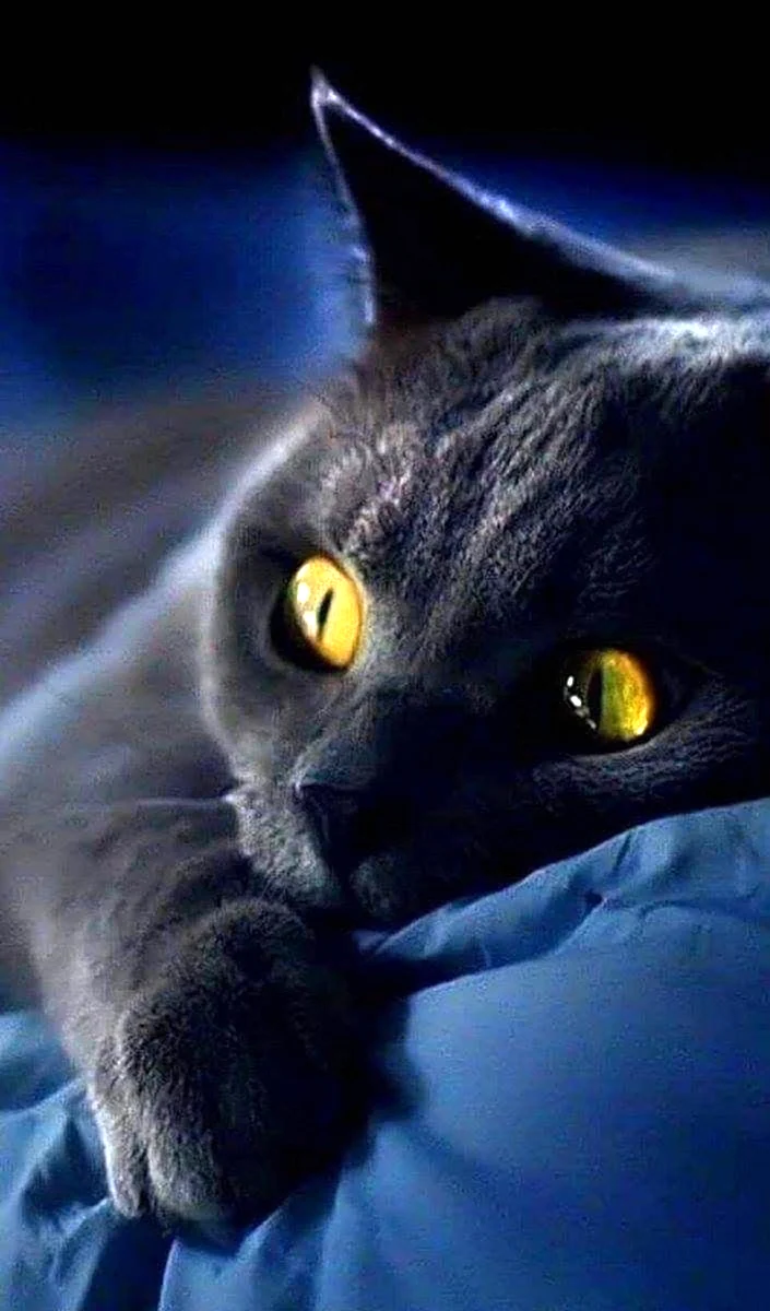 Черная кошка