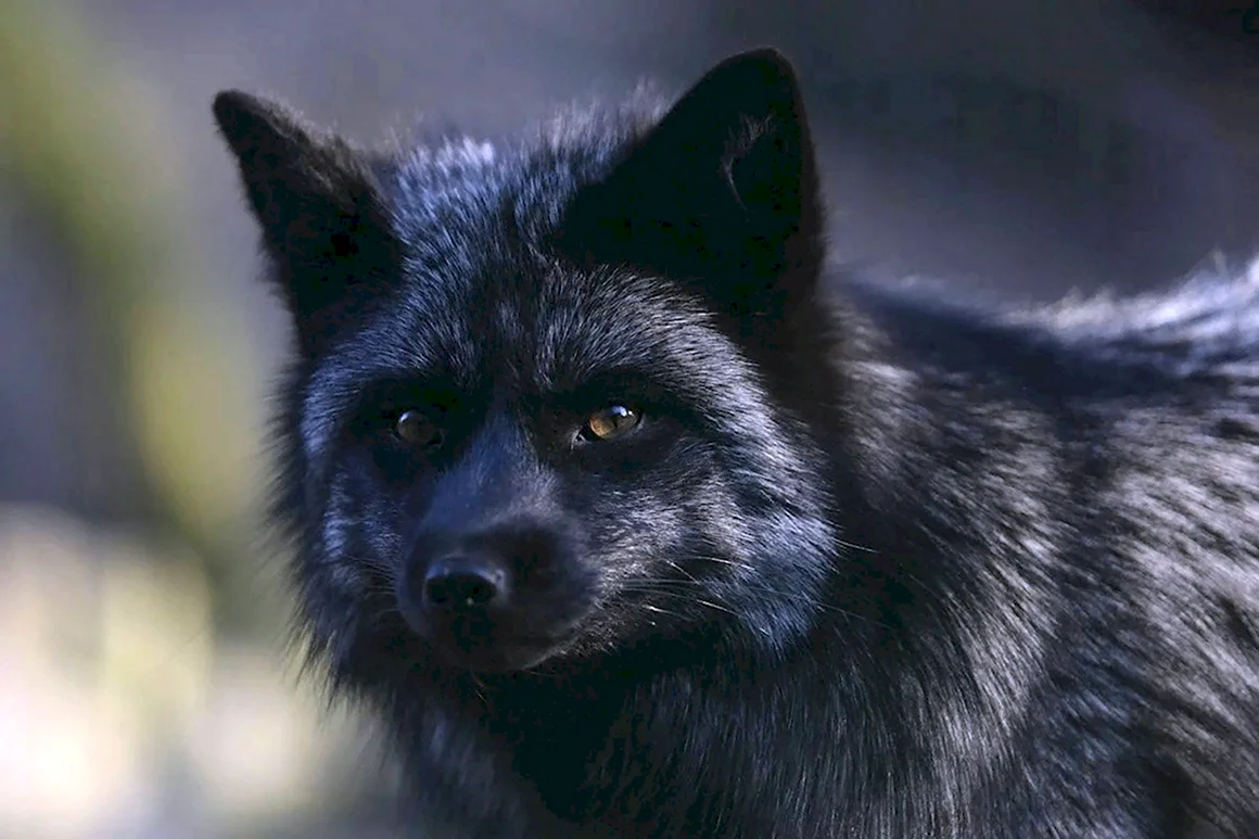 Черно-бурая лисица Silver Fox