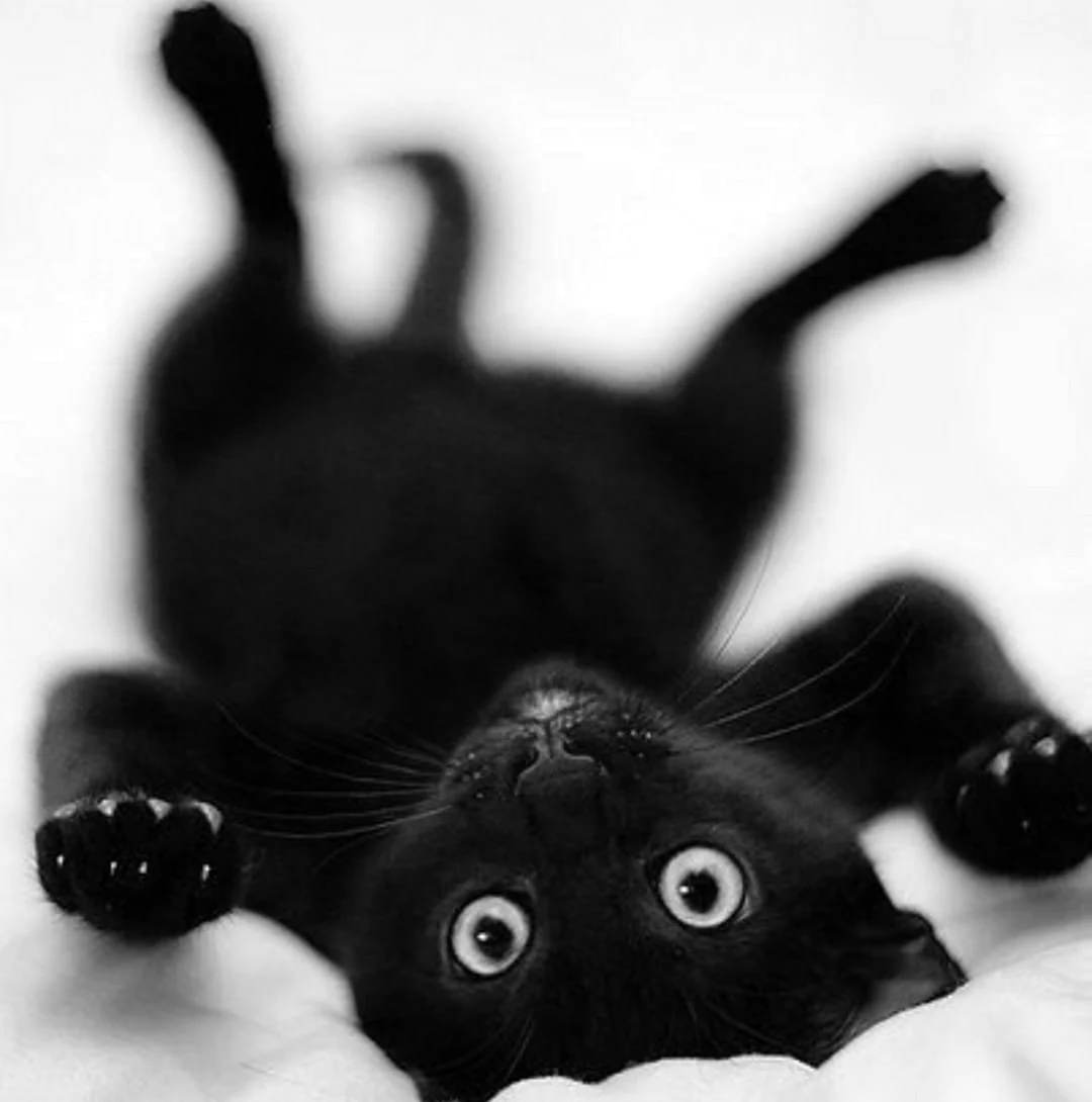 Черные коты