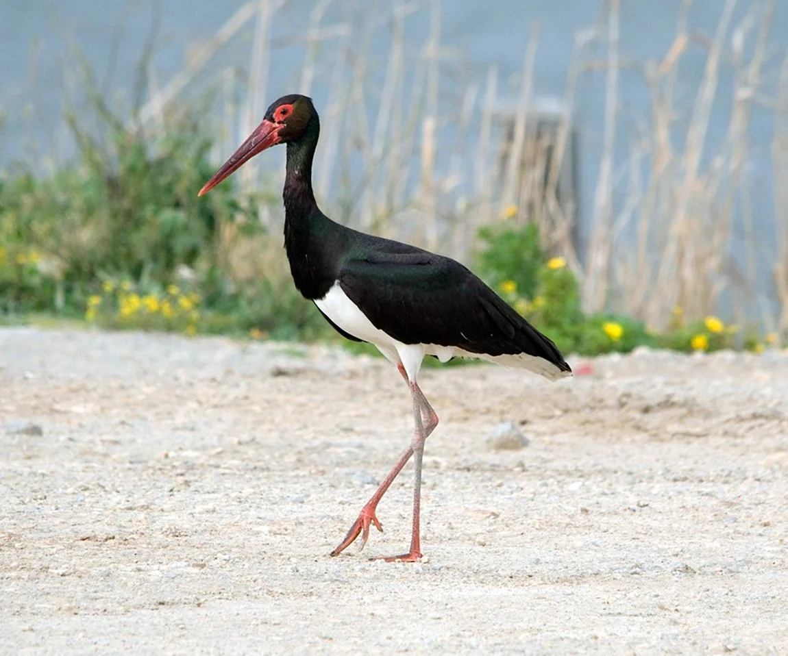 Черный Аист Ciconia nigra