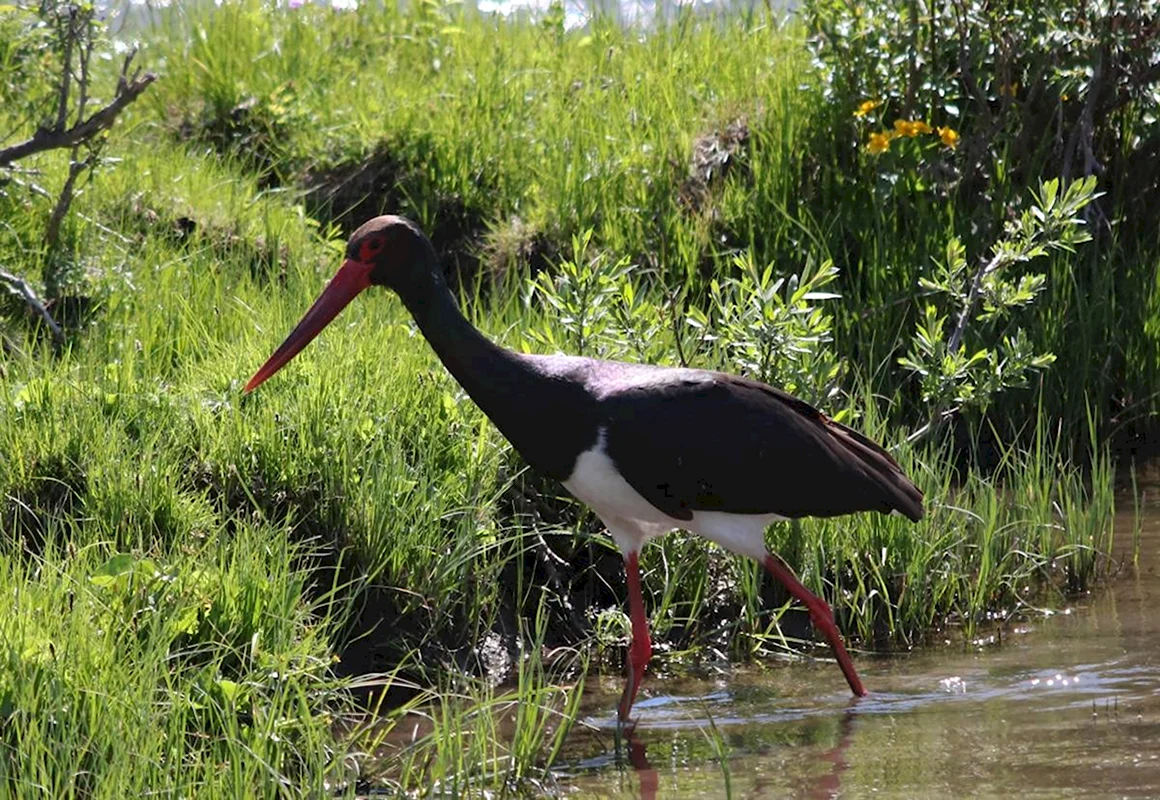 Черный Аист Ciconia nigra