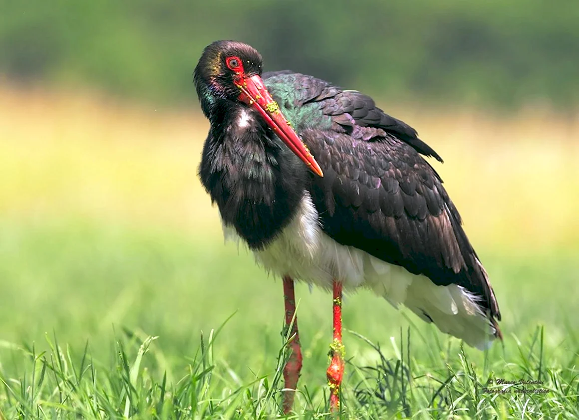Черный Аист Ciconia nigra