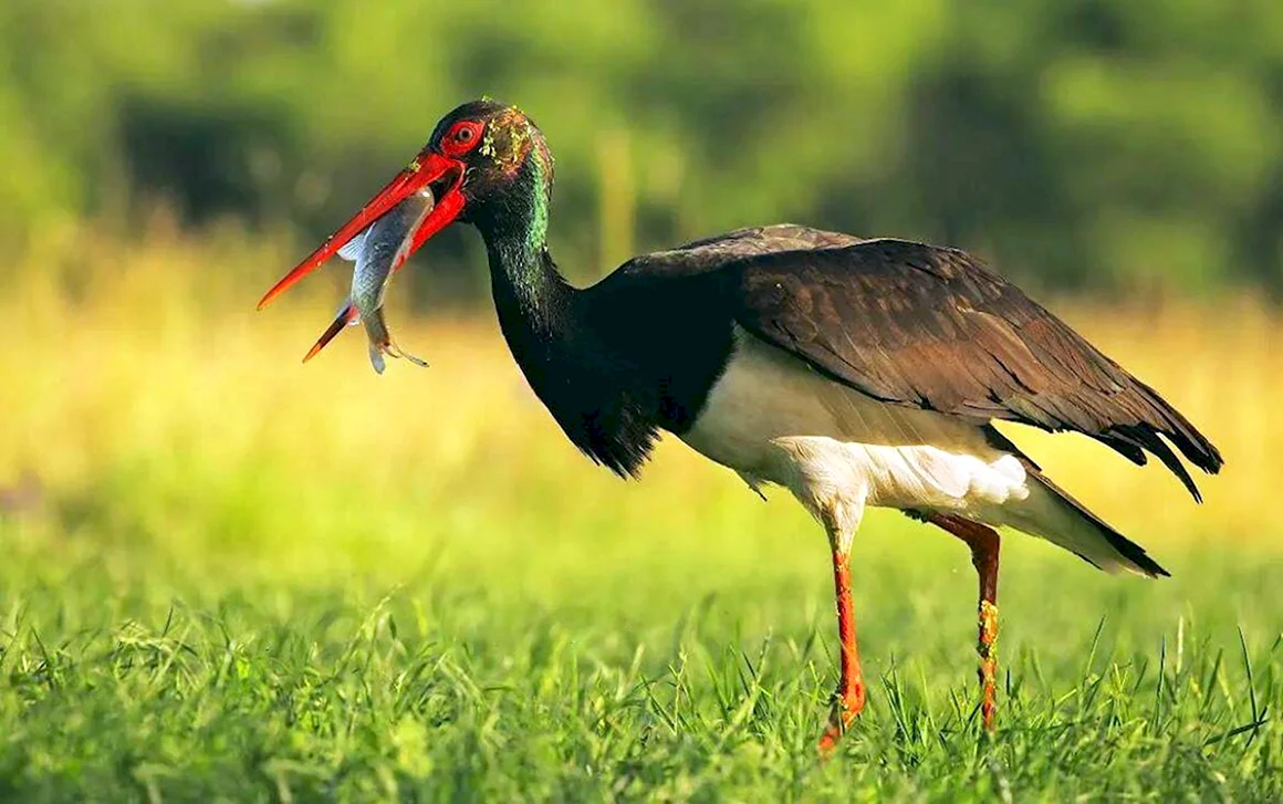 Чёрный Аист Ciconia nigra Linnaeus 1758