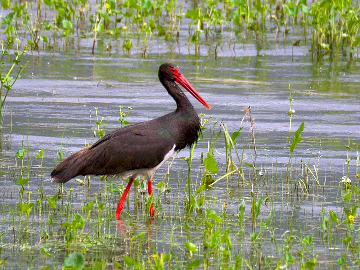 Чёрный Аист Ciconia nigra Linnaeus 1758