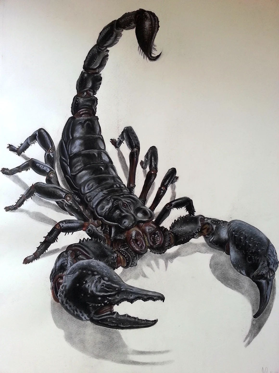 Черный Королевский Скорпион