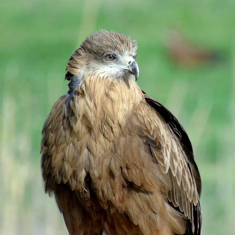 Черный Коршун Milvus Migrans