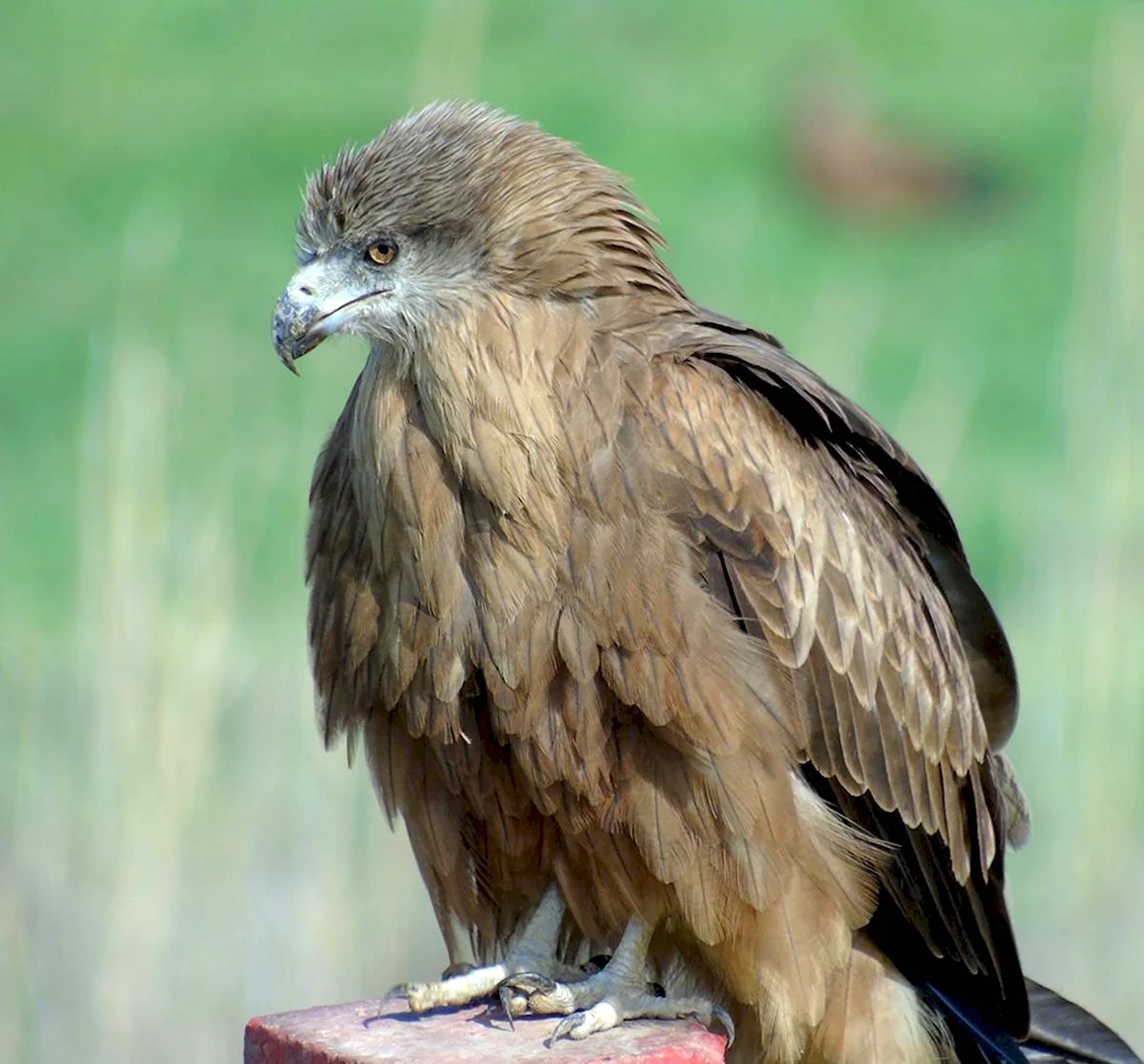 Черный Коршун Milvus Migrans