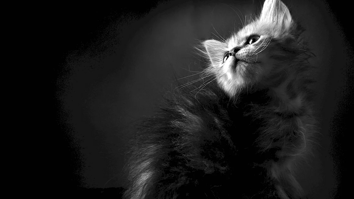 Чёрный кот