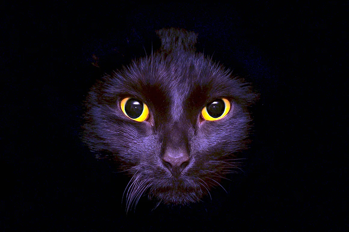 Чёрный кот