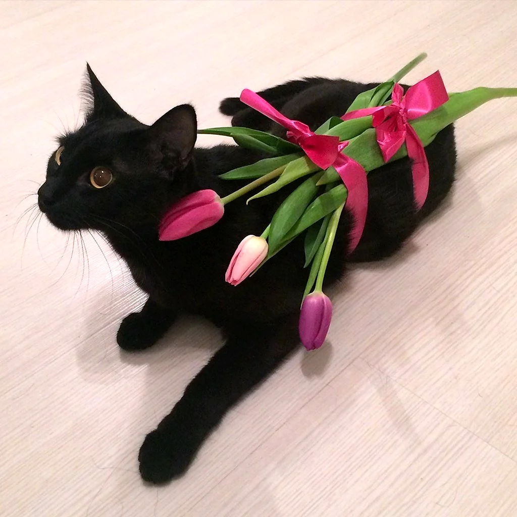 Черный кот с цветами