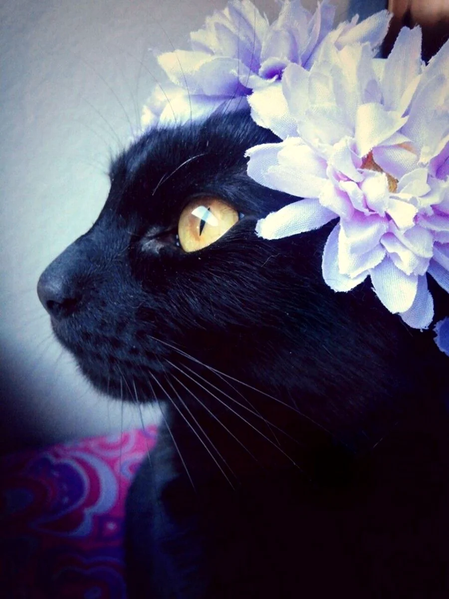 Черный кот в цветах