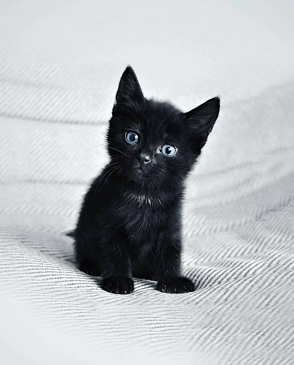 Черный котенок