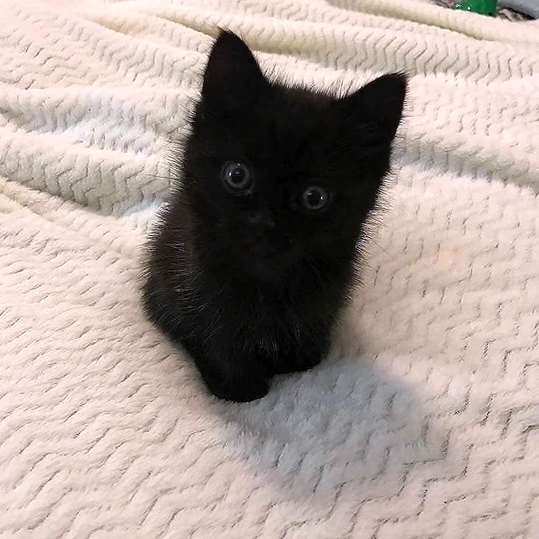 Черный котенок