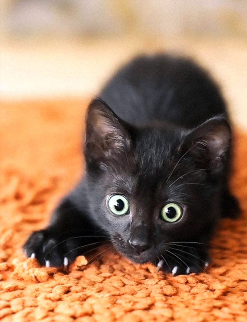 Черный котенок