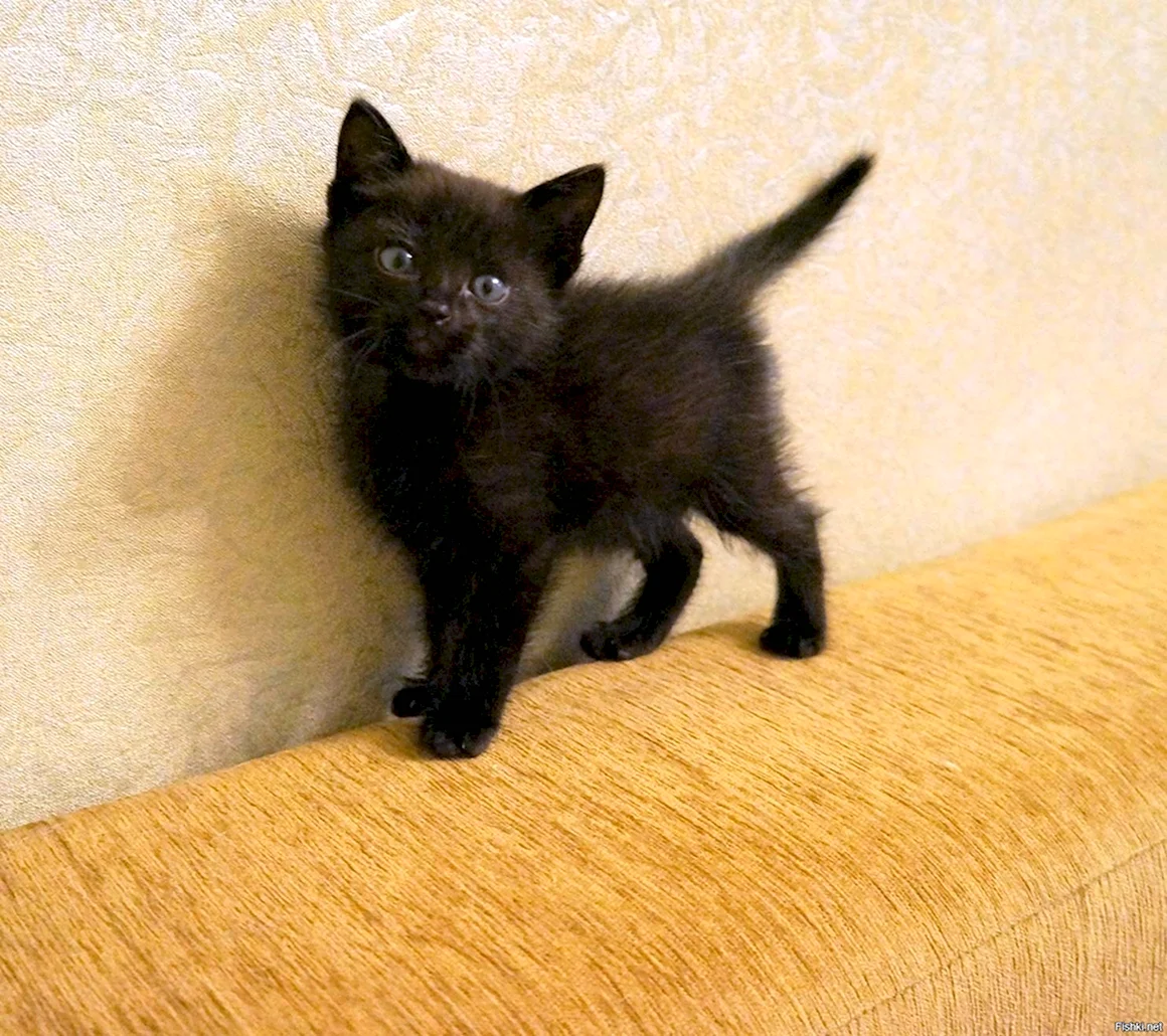 Черный котенок