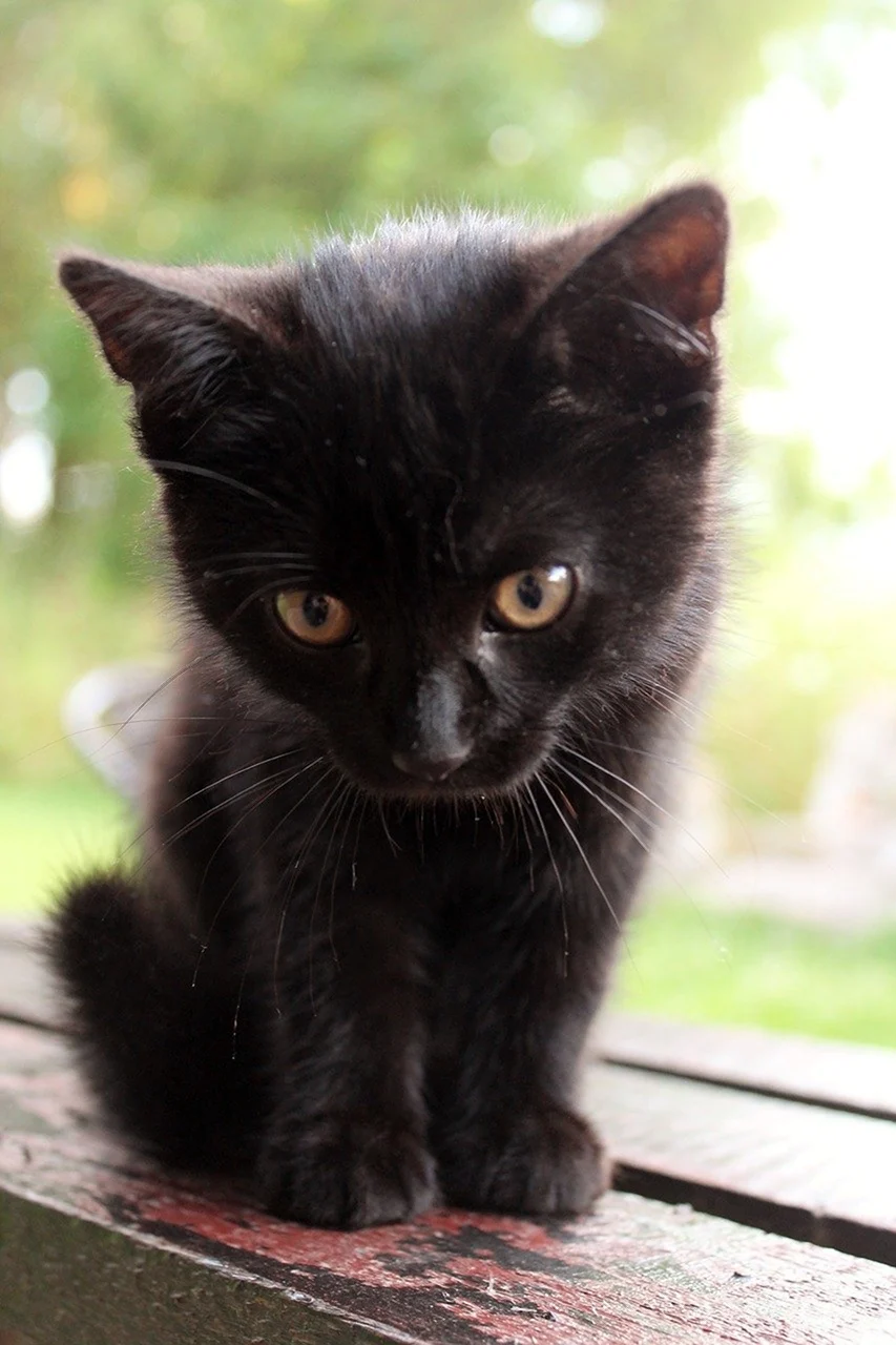Черный котенок