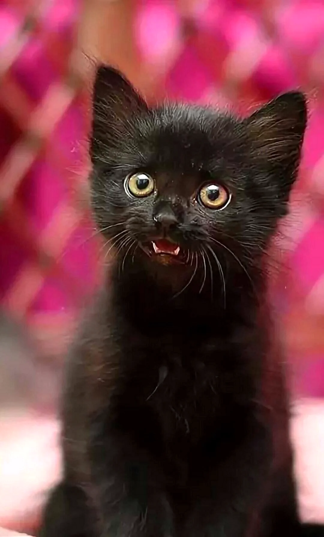 Черный котенок