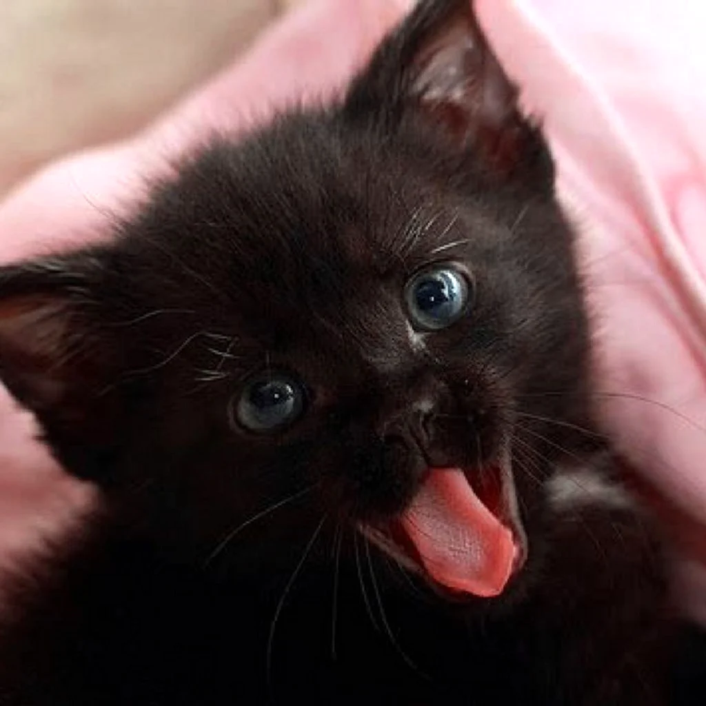 Черный котенок
