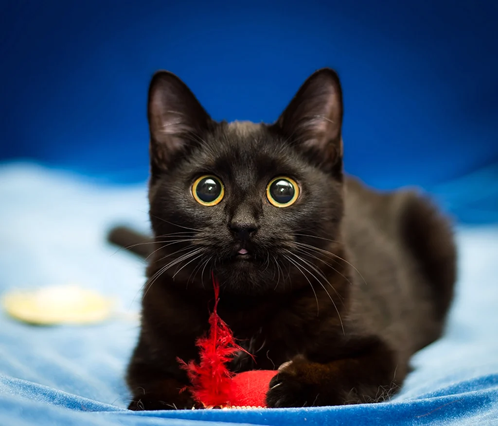 Чёрный котик