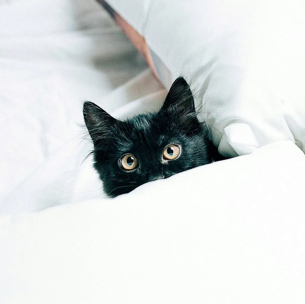 Чёрный котик