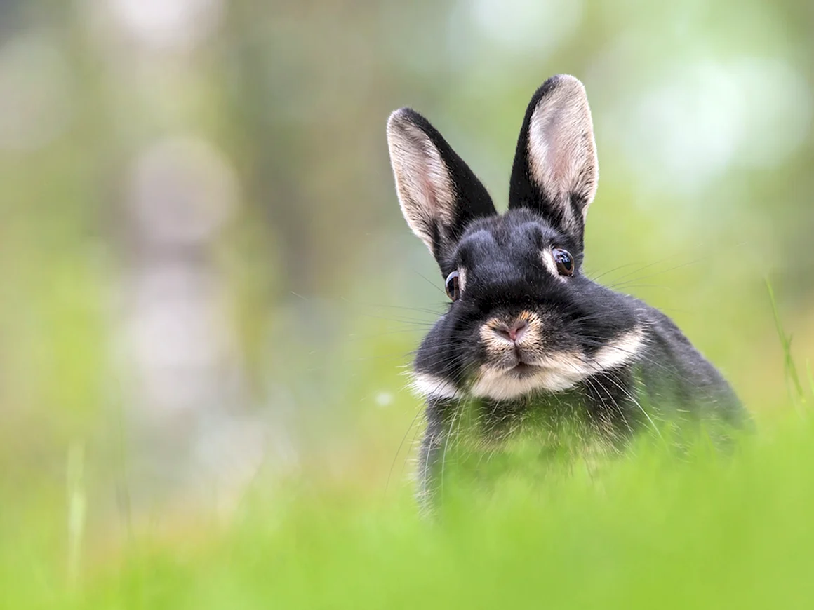 Черный кролик Bunny Black