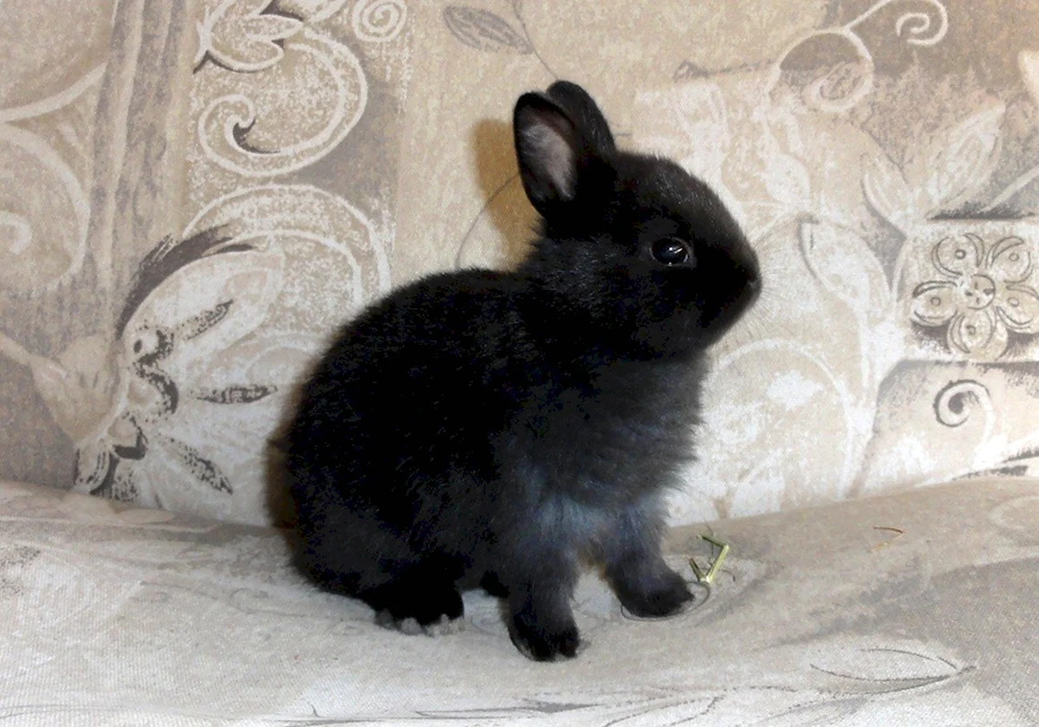 Черный кролик Bunny Black