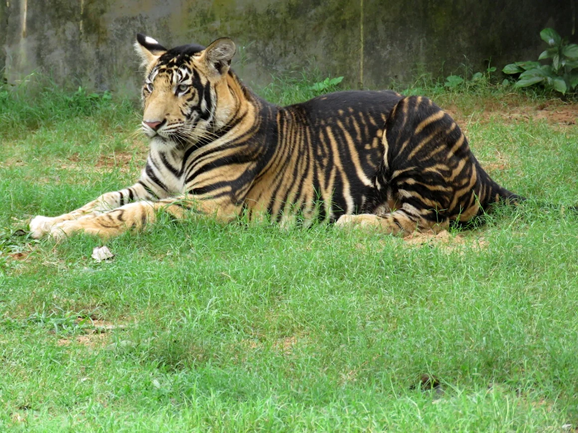 Черный тигр
