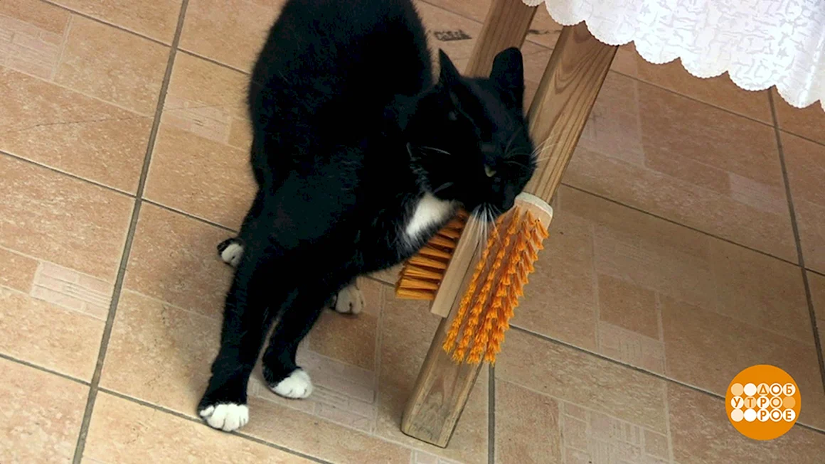 Чесалка для кота