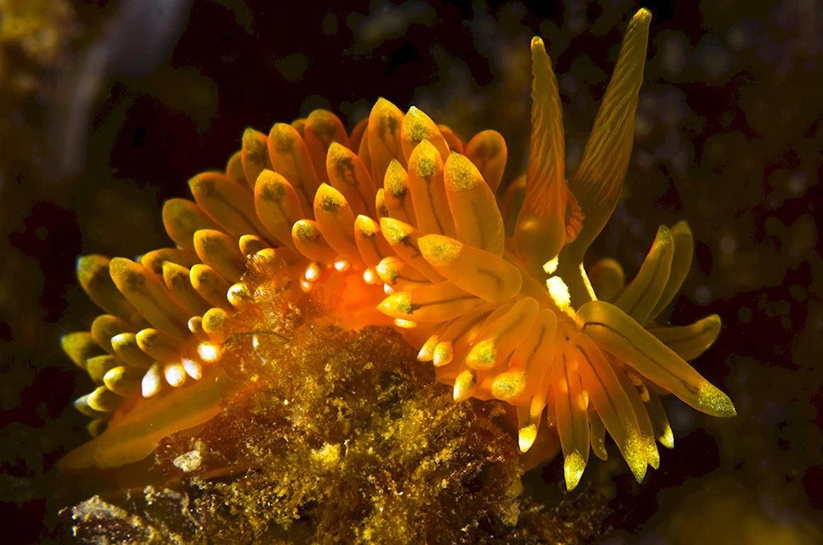 Chiton Deep Sea photo