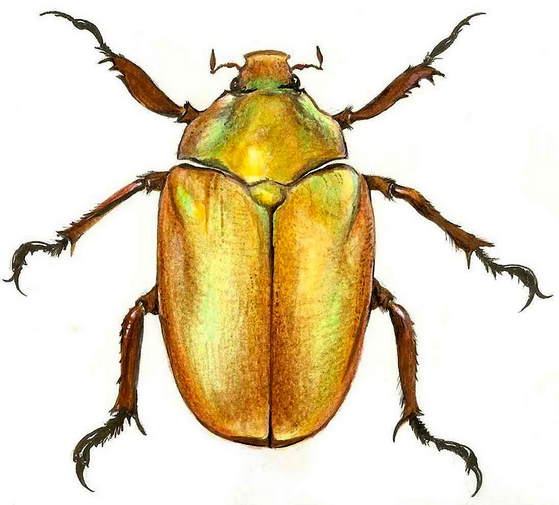 Christmas Beetle